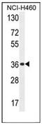 Olfactory Receptor Family 4 Subfamily A Member 47 antibody, AP53047PU-N, Origene, Western Blot image 