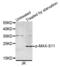 MYC Associated Factor X antibody, PA5-40187, Invitrogen Antibodies, Western Blot image 