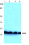 ADP Ribosylation Factor 4 antibody, PA5-36421, Invitrogen Antibodies, Western Blot image 