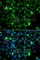 Mitogen-Activated Protein Kinase Kinase Kinase 20 antibody, A7371, ABclonal Technology, Immunofluorescence image 