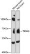 E3 ubiquitin-protein ligase TRIM9 antibody, A08967, Boster Biological Technology, Western Blot image 