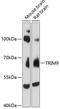 Tripartite Motif Containing 9 antibody, A08967, Boster Biological Technology, Western Blot image 