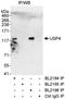 Ubiquitin carboxyl-terminal hydrolase 4 antibody, A300-829A, Bethyl Labs, Immunoprecipitation image 
