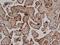 CD59 Molecule (CD59 Blood Group) antibody, NB100-65537, Novus Biologicals, Immunohistochemistry frozen image 