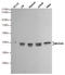 Mitogen-Activated Protein Kinase Kinase 6 antibody, M02011-2, Boster Biological Technology, Western Blot image 