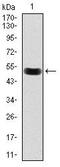 BPI Fold Containing Family B Member 1 antibody, MA5-17124, Invitrogen Antibodies, Western Blot image 