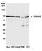 Cleavage And Polyadenylation Specific Factor 6 antibody, A301-356A, Bethyl Labs, Western Blot image 