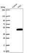 Progastricsin antibody, PA5-56831, Invitrogen Antibodies, Western Blot image 
