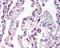 Complement C5a Receptor 1 antibody, 49-426, ProSci, Immunohistochemistry frozen image 