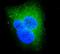 DEAD-Box Helicase 6 antibody, A03826-1, Boster Biological Technology, Immunofluorescence image 