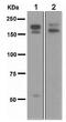 Ret Proto-Oncogene antibody, ab134100, Abcam, Western Blot image 