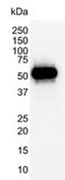 p53 antibody, SM2137P, Origene, Western Blot image 