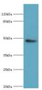 Actin Related Protein 3B antibody, LS-C379781, Lifespan Biosciences, Western Blot image 