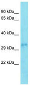 Protein FAM110A antibody, TA332258, Origene, Western Blot image 