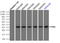 Pim-2 Proto-Oncogene, Serine/Threonine Kinase antibody, LS-C115200, Lifespan Biosciences, Immunofluorescence image 