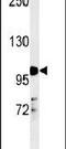 Nuclear Receptor Subfamily 3 Group C Member 1 antibody, PA5-25382, Invitrogen Antibodies, Western Blot image 