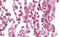 Speckle Type BTB/POZ Protein Like antibody, MBS248707, MyBioSource, Immunohistochemistry frozen image 