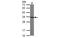 Tubulin Folding Cofactor B antibody, MBS835095, MyBioSource, Western Blot image 