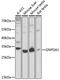 Glucosamine-6-Phosphate Deaminase 1 antibody, LS-C748750, Lifespan Biosciences, Western Blot image 