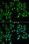 Flotillin 2 antibody, LS-C335691, Lifespan Biosciences, Immunofluorescence image 