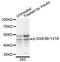 Potassium Two Pore Domain Channel Subfamily K Member 9 antibody, orb374220, Biorbyt, Western Blot image 