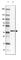 Chromosome 1 Open Reading Frame 116 antibody, HPA011889, Atlas Antibodies, Western Blot image 