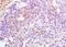 Major Histocompatibility Complex, Class II, DM Alpha antibody, orb1858, Biorbyt, Immunohistochemistry paraffin image 