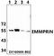 Basigin (Ok Blood Group) antibody, A00248-2, Boster Biological Technology, Western Blot image 