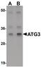 Autophagy Related 3 antibody, PA5-20997, Invitrogen Antibodies, Western Blot image 