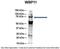 WW Domain Binding Protein 11 antibody, PA5-42840, Invitrogen Antibodies, Immunoprecipitation image 