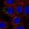 Small G Protein Signaling Modulator 3 antibody, PA5-61854, Invitrogen Antibodies, Immunofluorescence image 