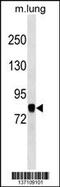 Component Of Oligomeric Golgi Complex 7 antibody, 59-912, ProSci, Western Blot image 