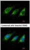 Activation Induced Cytidine Deaminase antibody, NBP1-30955, Novus Biologicals, Immunocytochemistry image 