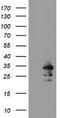 RNA-binding protein with multiple splicing antibody, TA800206AM, Origene, Western Blot image 