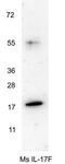 Interleukin 17F antibody, GTX48759, GeneTex, Western Blot image 