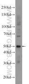 Galactose-3-O-Sulfotransferase 3 antibody, 24851-1-AP, Proteintech Group, Western Blot image 