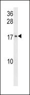 Growth Arrest And DNA Damage Inducible Gamma antibody, LS-C166335, Lifespan Biosciences, Western Blot image 