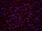 E74 Like ETS Transcription Factor 3 antibody, orb341054, Biorbyt, Immunofluorescence image 
