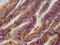 Sphingomyelin Phosphodiesterase 2 antibody, LS-C671715, Lifespan Biosciences, Immunohistochemistry paraffin image 