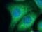 Signal Transducing Adaptor Molecule antibody, 12434-1-AP, Proteintech Group, Immunofluorescence image 