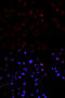 c-met antibody, MBS125251, MyBioSource, Immunofluorescence image 