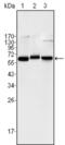 p65 antibody, abx012273, Abbexa, Enzyme Linked Immunosorbent Assay image 