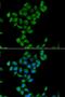 Cytochrome P450 Family 2 Subfamily C Member 18 antibody, orb247962, Biorbyt, Immunofluorescence image 