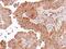 Dishevelled Segment Polarity Protein 2 antibody, NBP1-32388, Novus Biologicals, Immunohistochemistry paraffin image 