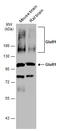 GluA1 antibody, GTX132945, GeneTex, Western Blot image 