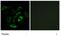 Prostaglandin D2 receptor antibody, GTX00621, GeneTex, Immunofluorescence image 