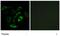 Prostaglandin D2 Receptor antibody, GTX00621, GeneTex, Immunofluorescence image 