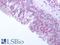 Olfactory Receptor Family 10 Subfamily J Member 5 antibody, LS-A3159, Lifespan Biosciences, Immunohistochemistry paraffin image 