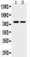 GRB2 Associated Binding Protein 1 antibody, A01989-1, Boster Biological Technology, Western Blot image 