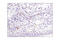 CD357 antibody, 68014S, Cell Signaling Technology, Immunohistochemistry paraffin image 